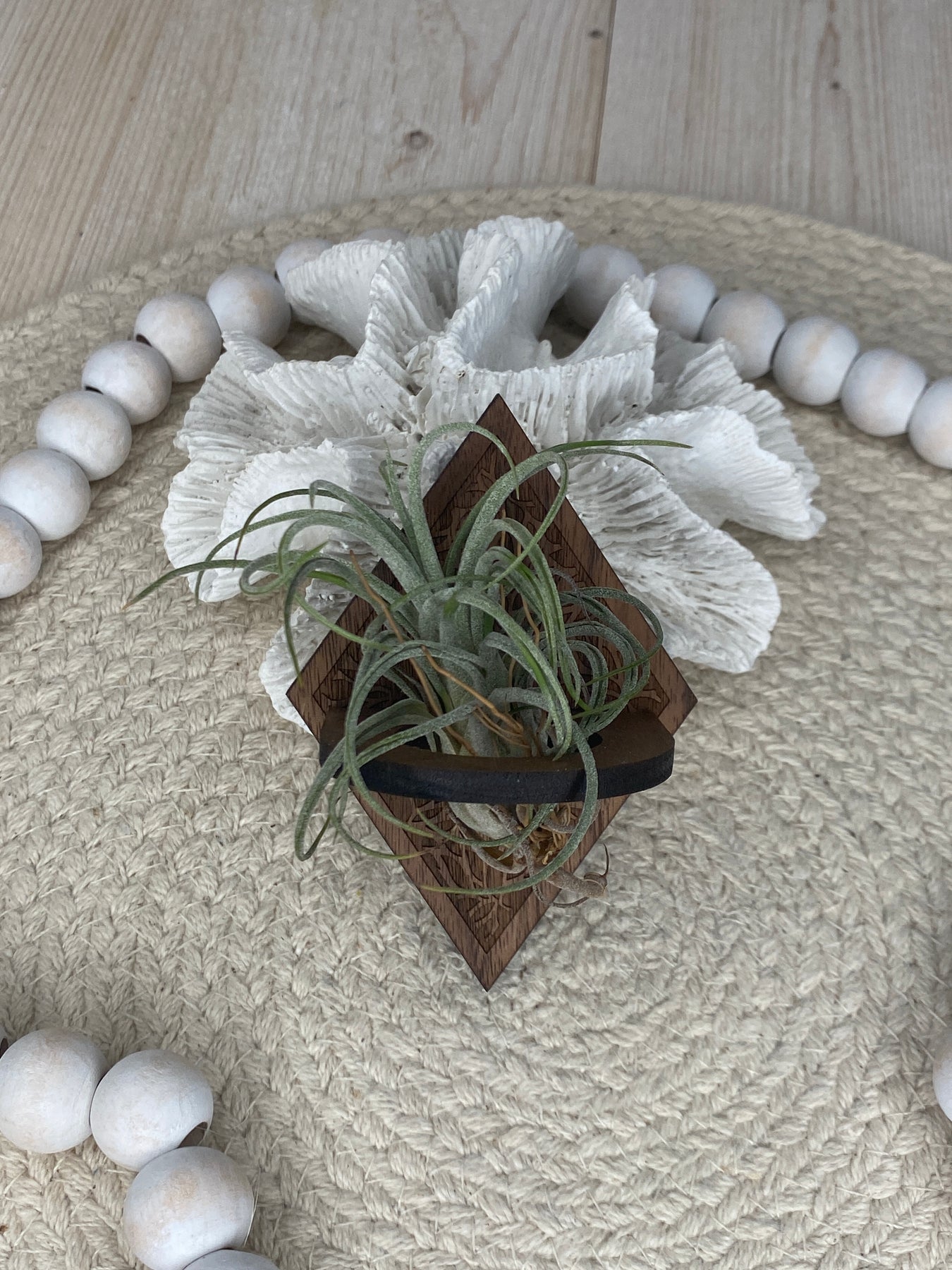 air plant magnet Mini Air Plant Holder Magnet – The Cottonseed Marketplace