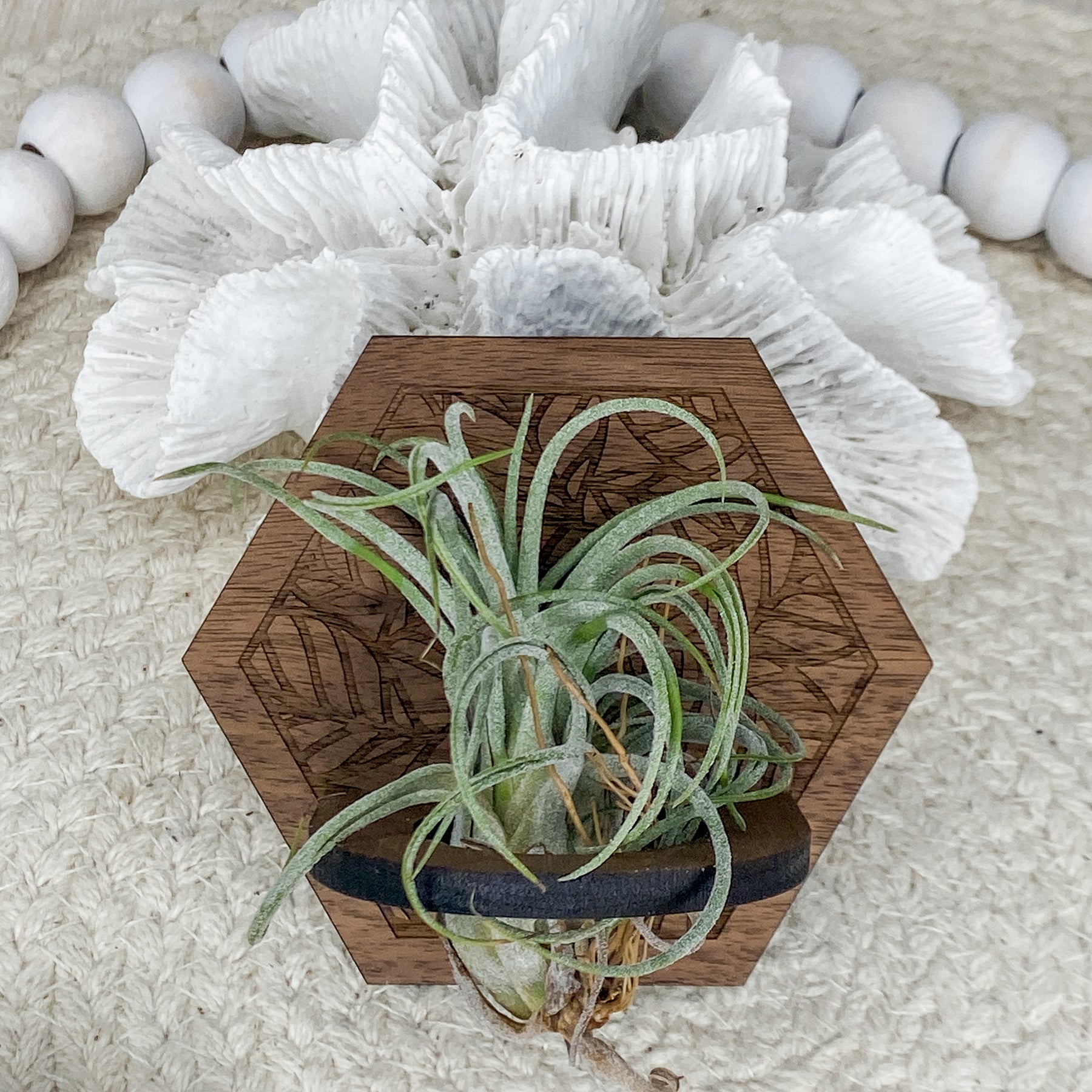 air plant magnet Mini Air Plant Holder Magnet – The Cottonseed Marketplace