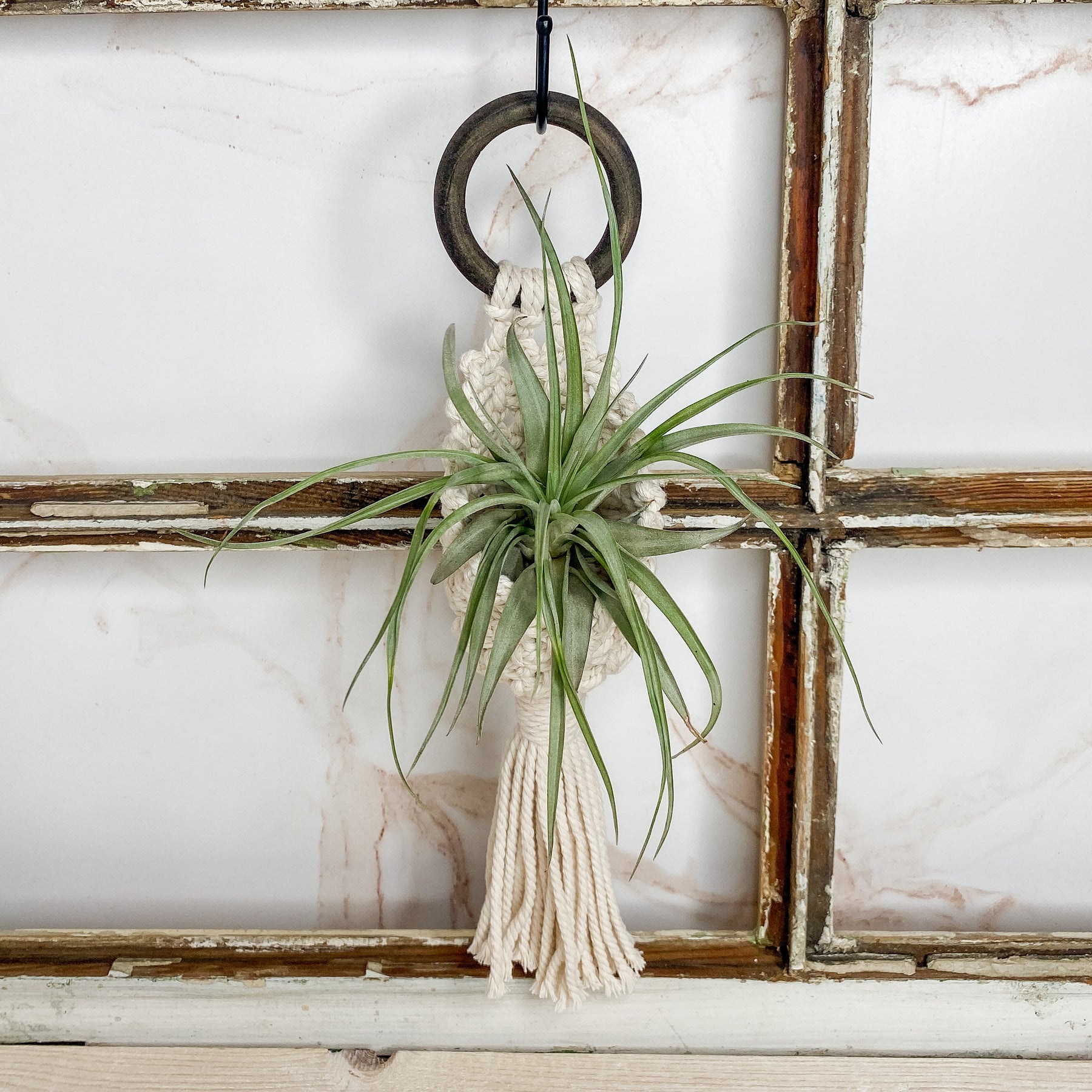 air plant macrame holder Macramé Pocket Air Plant Hangers – The Cottonseed Marketplace